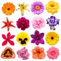 Collection flowers calendula, rose, iris, lily