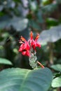 A collection of flowers in the forest.