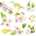 Collection of flowers of fruit trees Royalty Free Stock Photo