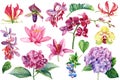 Collection of flowers, orchid, hydrangea, lotus, lily, blueberry branch, barberry. Watercolor botanical illustration