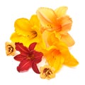 Collection flowers of red, orange and yellow hemerocallis day-lily Royalty Free Stock Photo