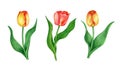 Collection of flowers: red and yellow tulips watercolor illustration