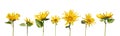 Collection of flowers young sunflowers or helianthus annuus isolated on a white background Royalty Free Stock Photo