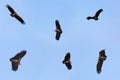 Collection of flying nubian vultures Royalty Free Stock Photo