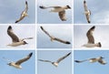Collection of flying seagull birds on blue sky background. Summer beach themes Royalty Free Stock Photo