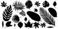 collection of foliage silhouette elements on a white background. Royalty Free Stock Photo