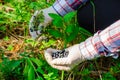 Collection of forest berries. Hands in gloves pick berry from bush in forest, close-up. Blueberries in hand