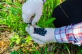 Collection of forest berries. Hands in gloves pick berry from bush in forest, close-up. Blueberries in hand