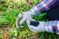 Collection of forest berries. Hands in gloves pick berry from bush in forest, close-up. Blueberries in hand