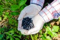 Collection of forest berries. Hands in gloves pick berry from bush in forest, close-up. Blueberries in hand