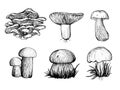 Collection of forest mushrooms. Autumn mushrooms