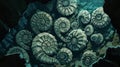 A collection of fossilized ammonites marine creatures that lived alongside the dinosaurs found in a hidden underwater