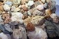 A collection of fossilized fossil sponges and corals