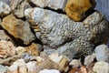 A collection of fossilized fossil sponges and corals