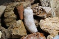 A collection of fossilized fossil sponges and corals