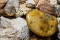 A collection of fossilized fossil sponges and corals