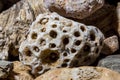 A collection of fossilized fossil sponges and corals