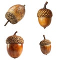 A collection of four acorns Royalty Free Stock Photo