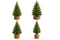 Collection of four charming medium-sized green coniferous trees, each in unique woven wicker baskets, adorned with small yellow Royalty Free Stock Photo