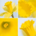 Collection of four daffodil images