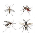 Various species of mosquitoes on a transparent png background