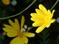 A Collection Of Free Range Yellow Daisy Flowers I