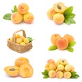 Collection of fresh apricot fruits Royalty Free Stock Photo