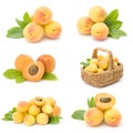 Collection of fresh apricot fruits Royalty Free Stock Photo