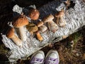 collection of fresh forest mushrooms lies on the bark of a tree in the sun, autumn mushroom picking