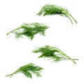 Collection of fresh green fennel isolated on a white