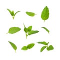 Collection of fresh green leaves of mint, lemon balm, melissa, peppermint isolated on white background. Mint leaf texture, pattern Royalty Free Stock Photo