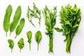 Collection of fresh herb leaves on white background