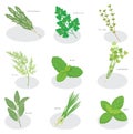 Collection of fresh herbs