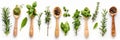 A collection of fresh herbs and spices arranged on wooden spoons against a white background