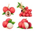 Collection of fresh lychee fruit illustrations