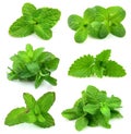 Collection for fresh mint Royalty Free Stock Photo