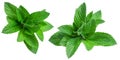 Collection of fresh mint leaves, isolated on white background Royalty Free Stock Photo