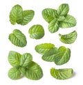 Collection of fresh mint leaves isolated on white background close-up Royalty Free Stock Photo