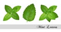 Collection of fresh mint leaves. Vector illustration Royalty Free Stock Photo