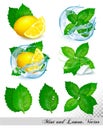 Collection of fresh mint and melissa leaves Royalty Free Stock Photo