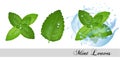 Collection of fresh mint and melissa leaves Royalty Free Stock Photo