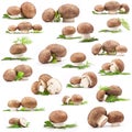 Collection of fresh Mushroom