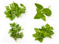 Collection of fresh oregano