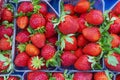 A collection of fresh organic ecological strawberries in baskets on a sale table at a farmer street local market closeup Royalty Free Stock Photo