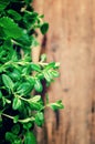 Collection of fresh organic herbs melissa, mint, thyme, basil, parsley on wooden background. Banner. Copy space Royalty Free Stock Photo