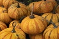 Collection of fresh picked Pumpkins outdoors full frame as background