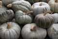 Collection of fresh picked Pumpkins outdoors full frame as background