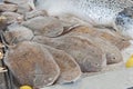 Collection of fresh plaice in seafood restaurant