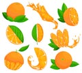 Collection of fresh ripe oranges. Set with whole fruit and a half, with leaves and without. Juice advertising. Vector Royalty Free Stock Photo