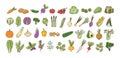 Collection of fresh ripe organic vegetables, cultivated root crops, salads, herbs isolated on white background. Bundle